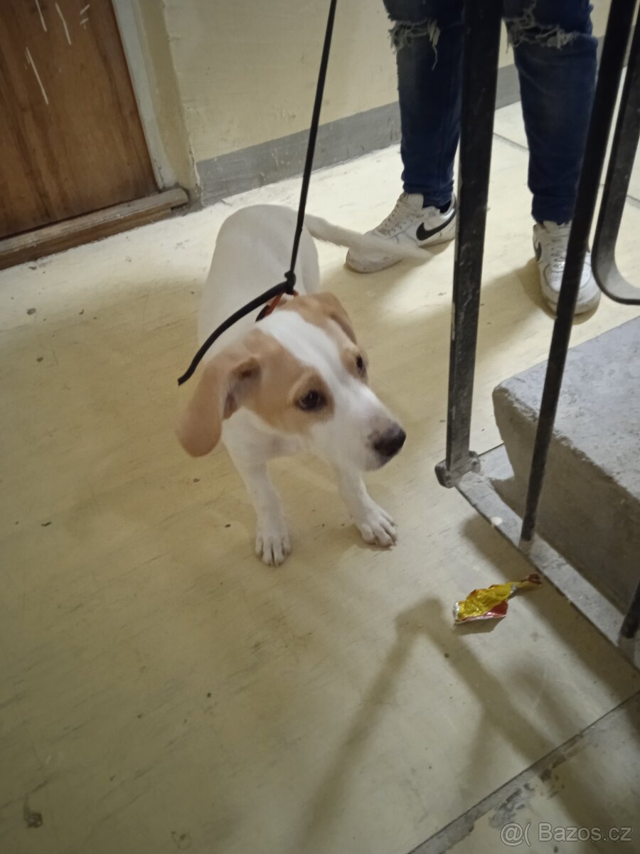 Prodám pejska