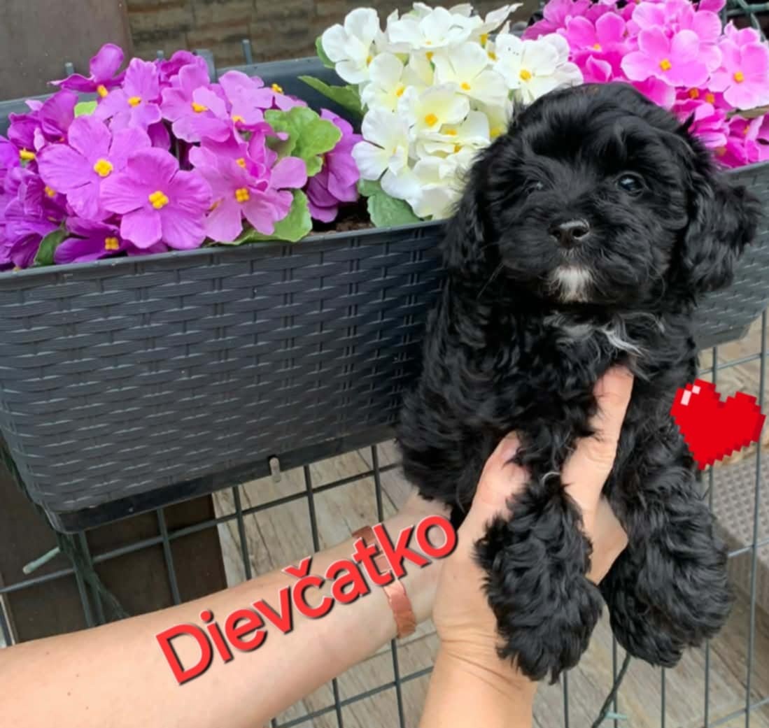 Maltipoo pudl pudel pudlik