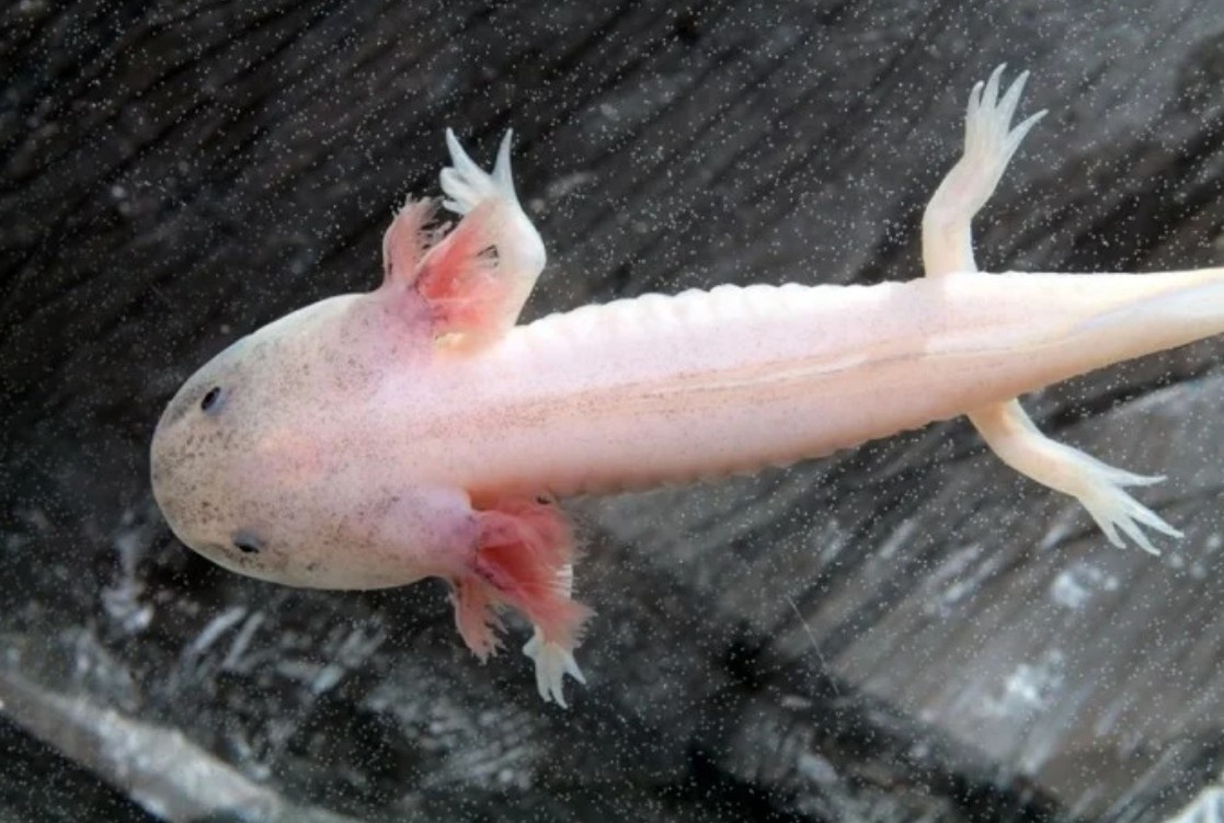 Axolotl mexický