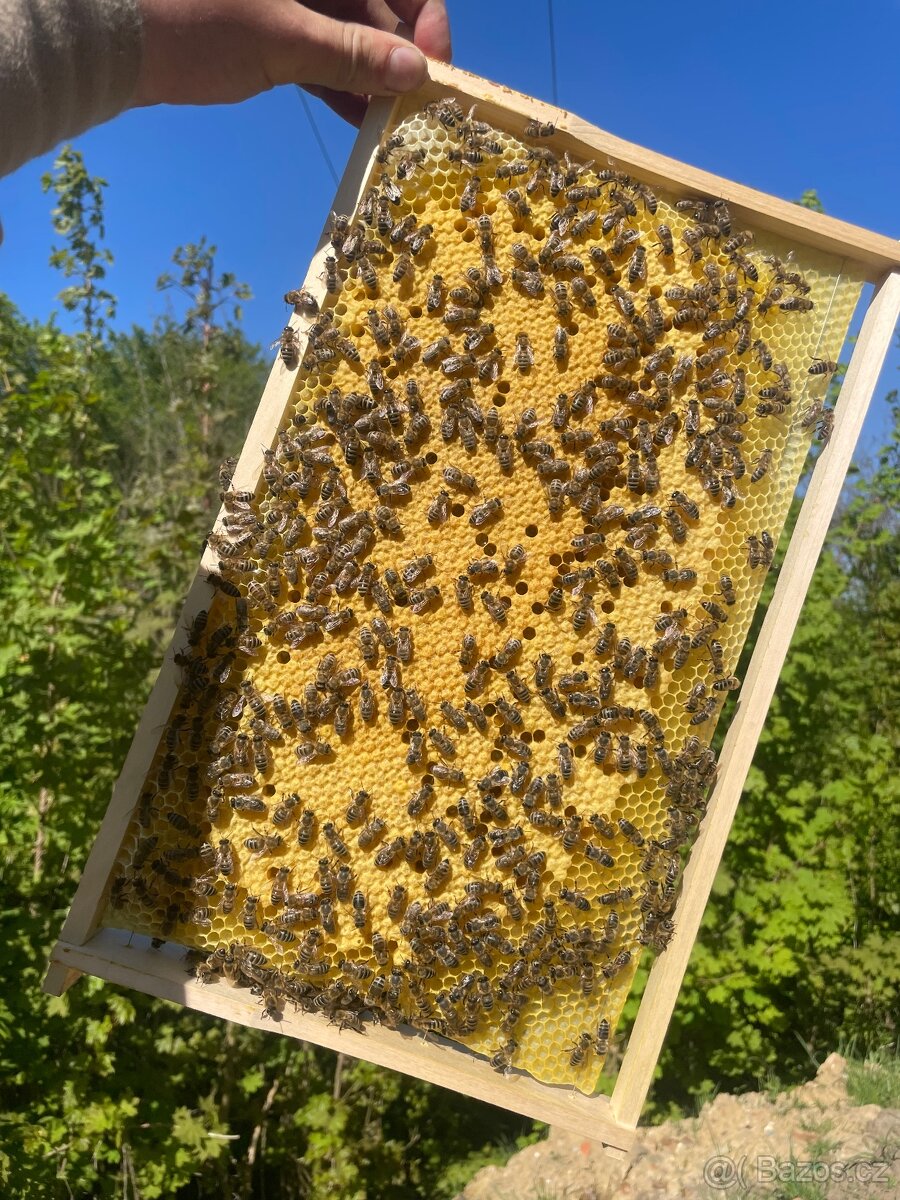 Včelí oddělky 39x24 STOP STAV