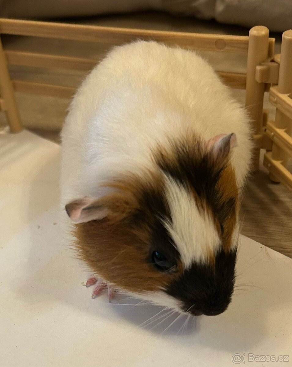 Morceci holčička