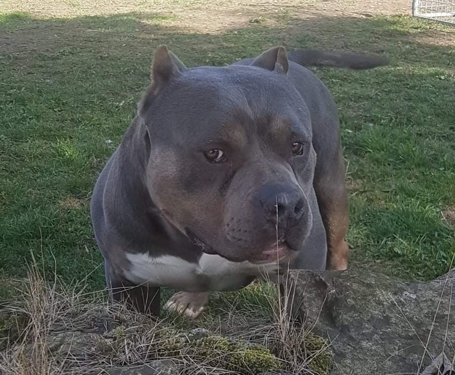 American bully-krytí