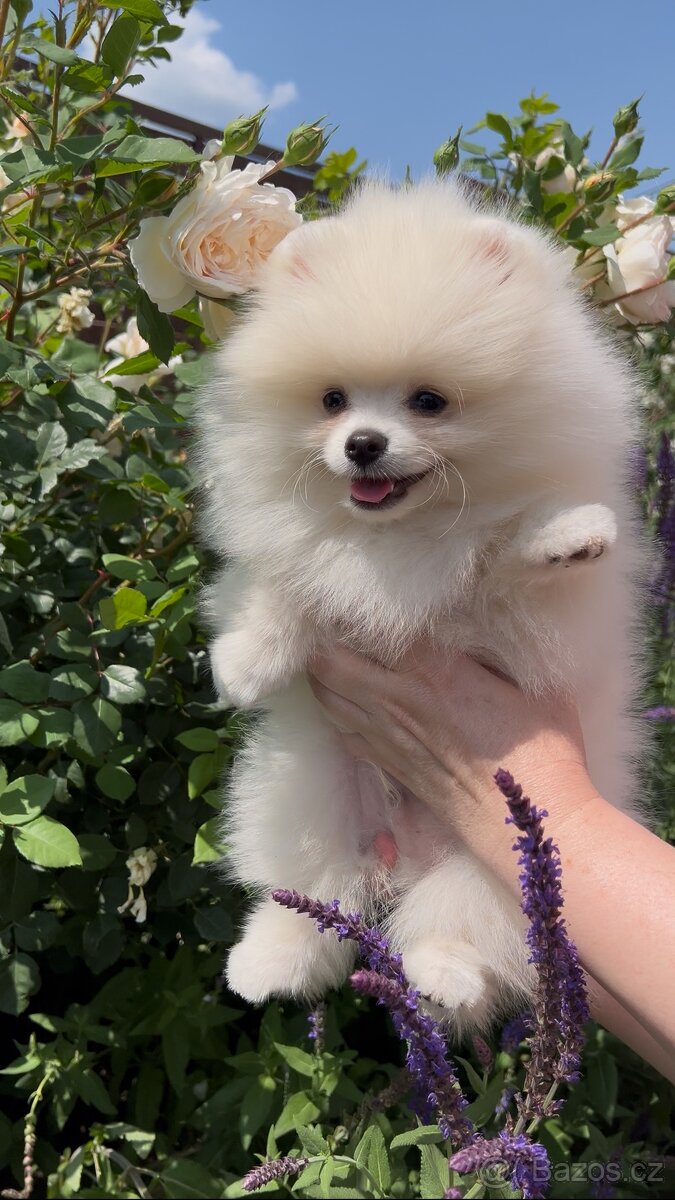 Pomeranian s PP - biela farba