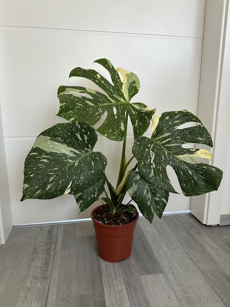 Monstera Thai
