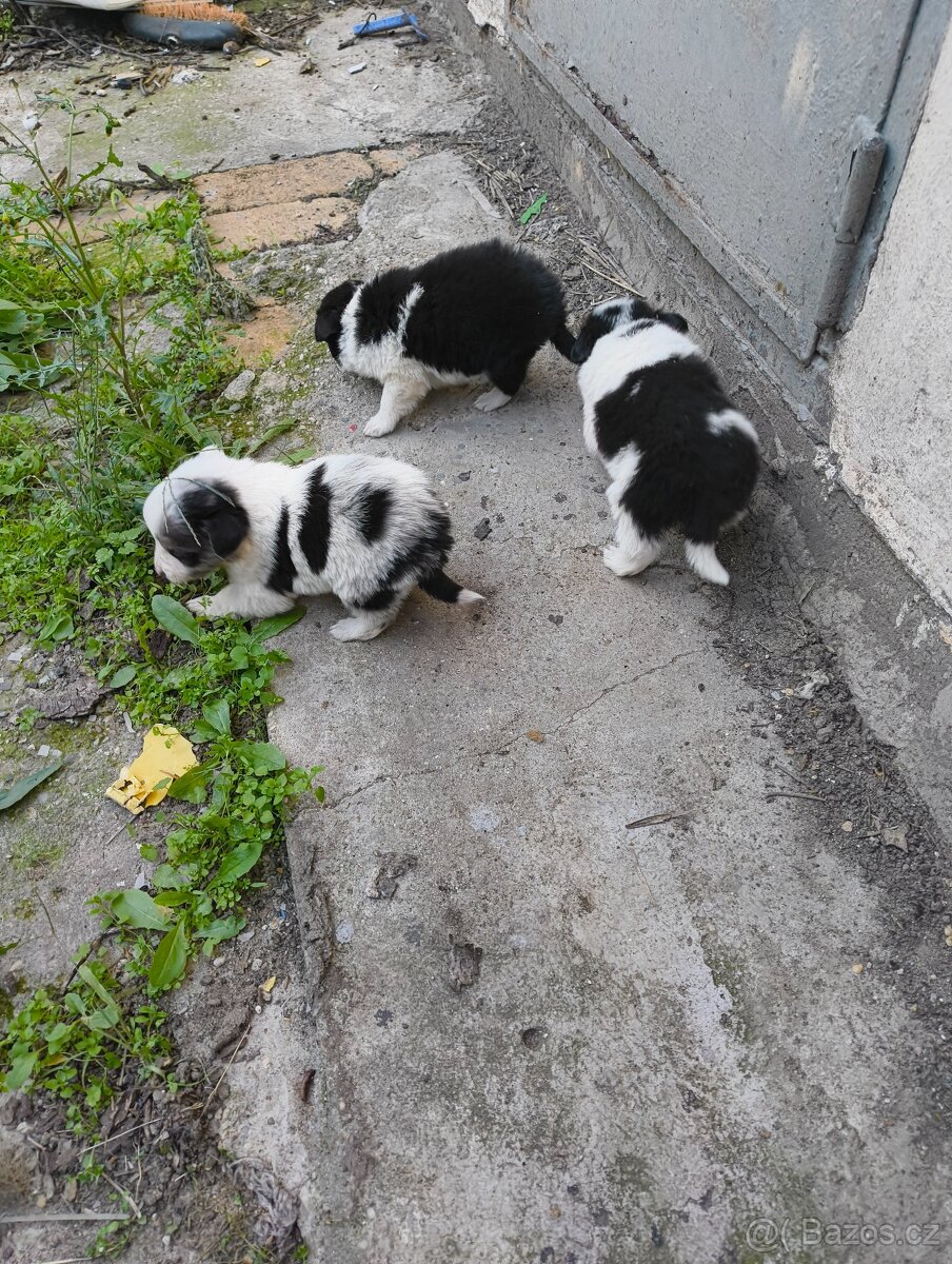 Border kolia