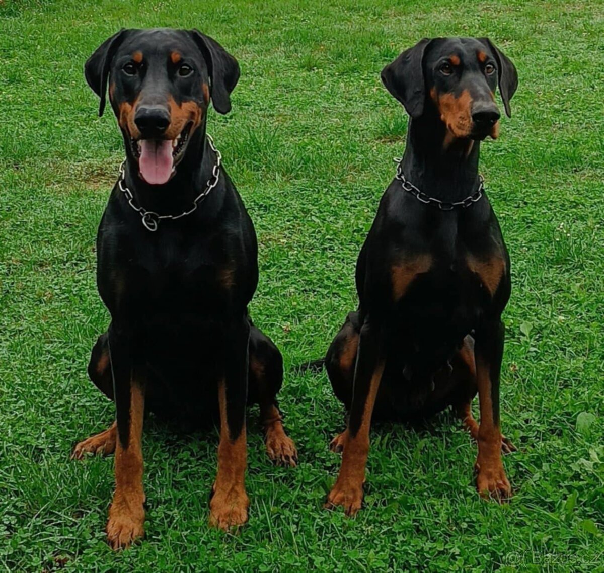 Dobrman - kvalitní štěňata s PP