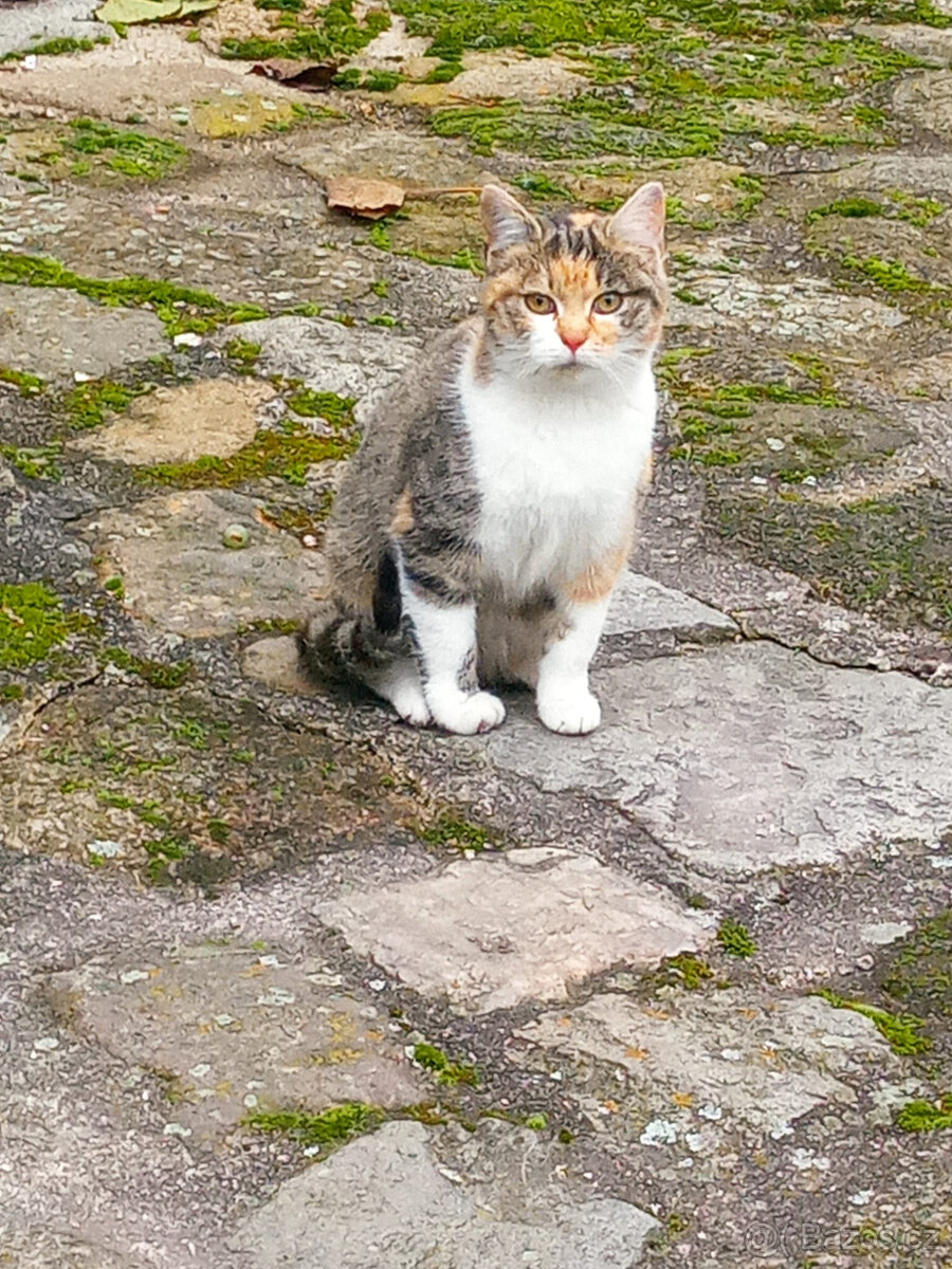 Květnové koťátko ze Žáru hledá domov