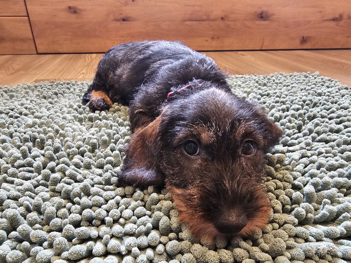 Jezevčík drsnosrstý standard POSLEDNÍ VOLNÁ FENKA