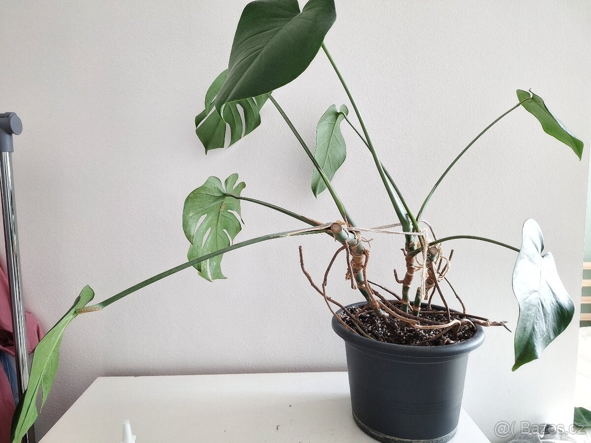 Monstera