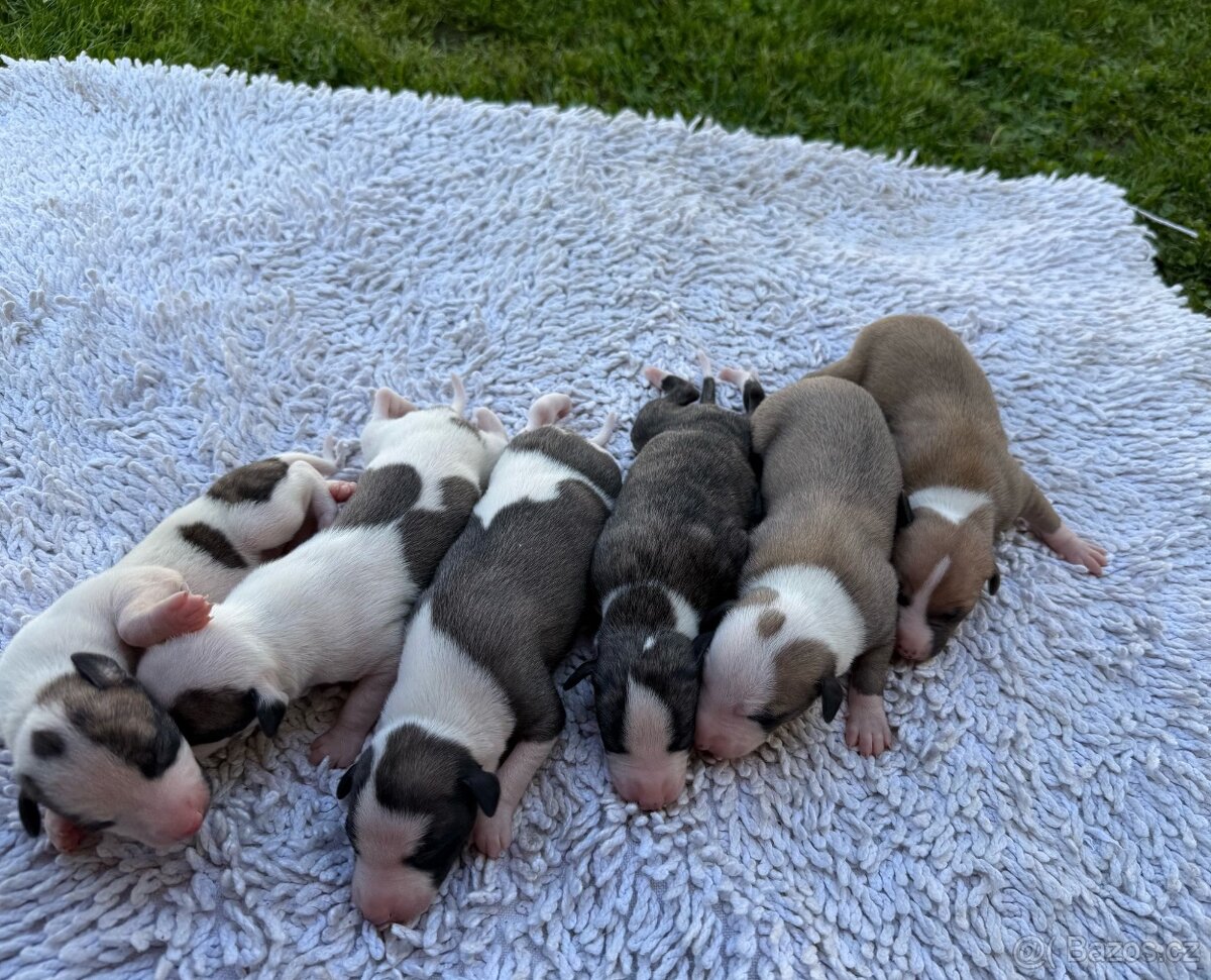 Whippet / Vipet Štěňátka s PP