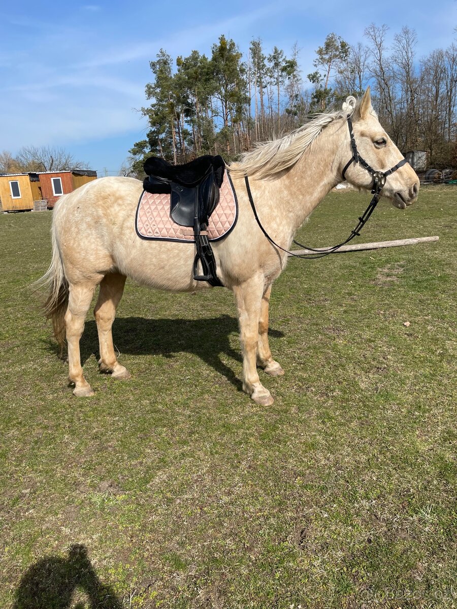 Pronájem valacha