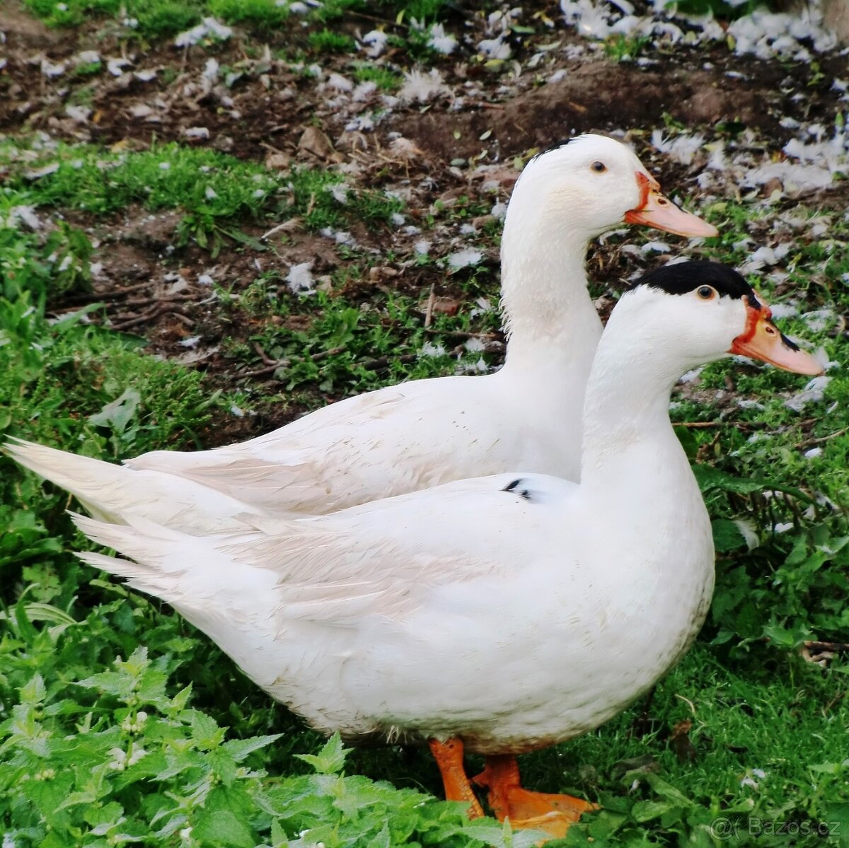Káčata Mulard