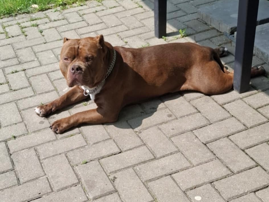 American Bully PP krytí