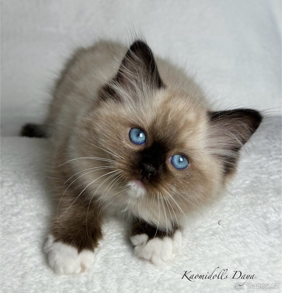 Ragdoll koťátka
