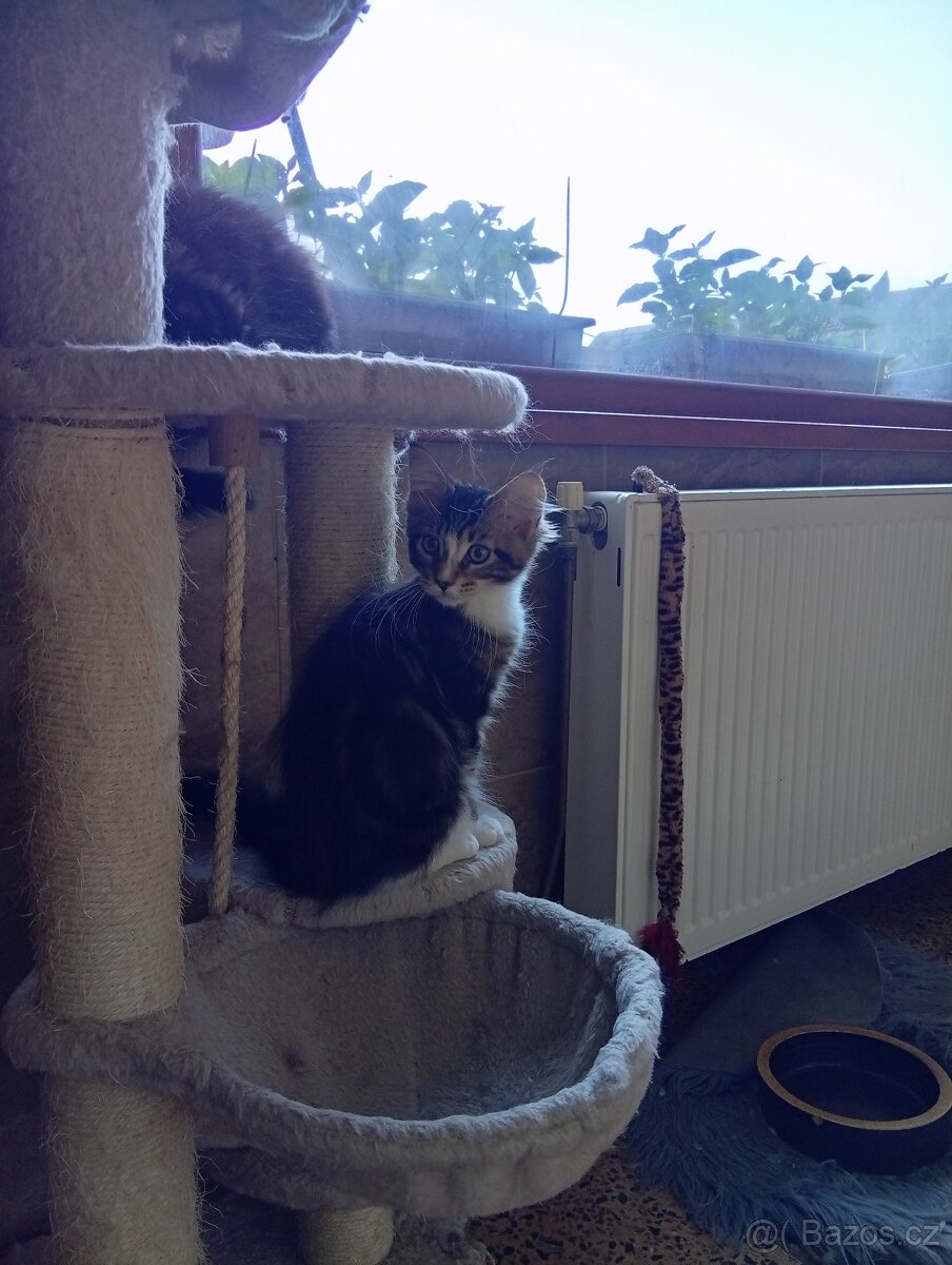 Mainská mývalí , MCO maine coon