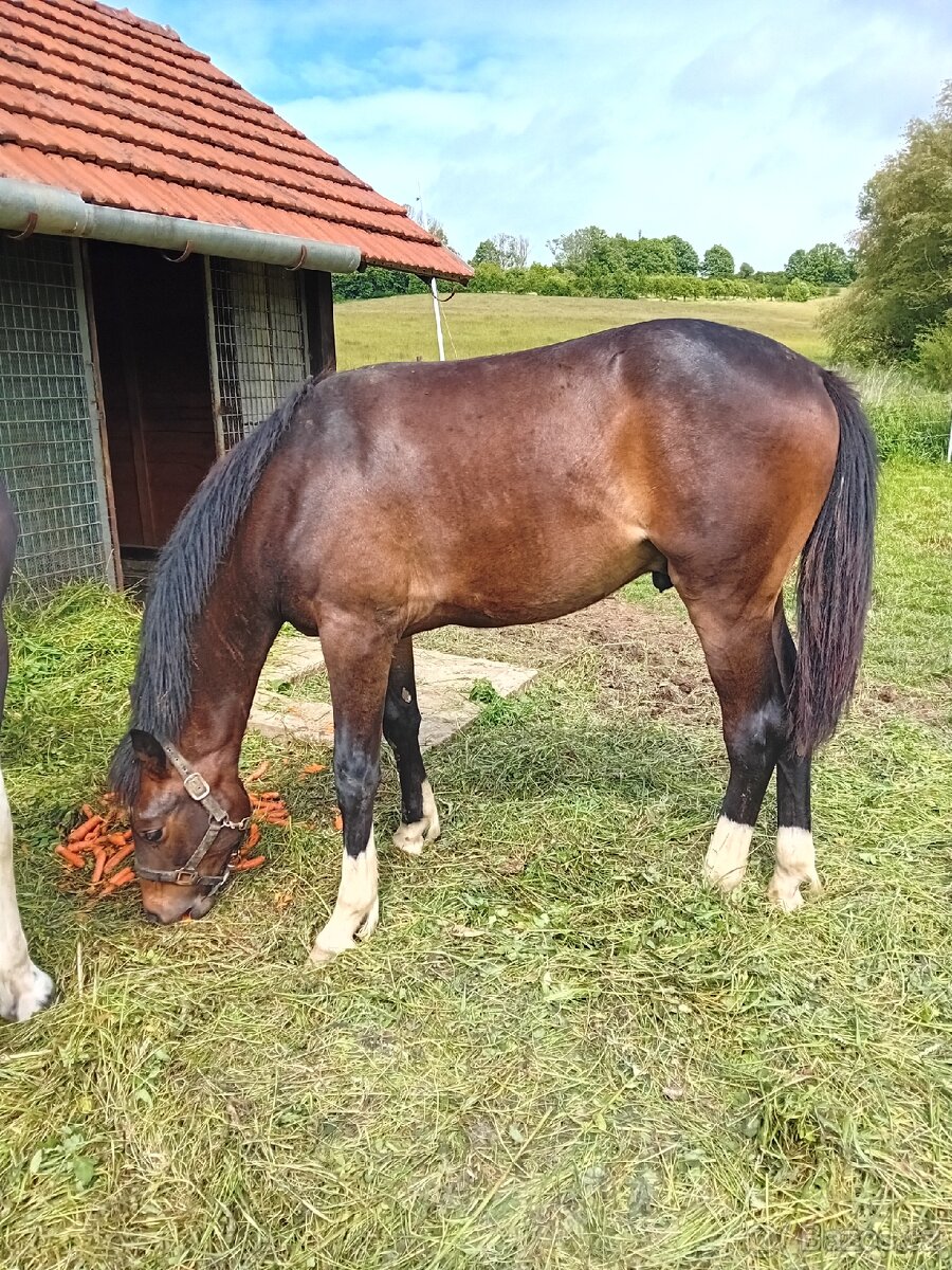 Roční valach
