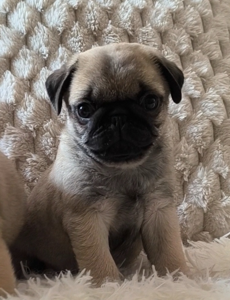 Mops s průkazem původu
