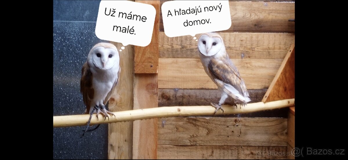 Sova pálená (Tyto alba) bílá forma