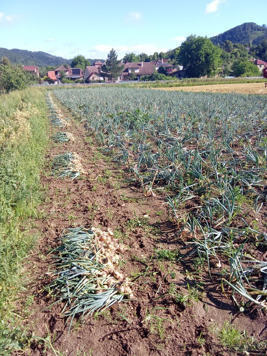 Samosběr cibule a brambor