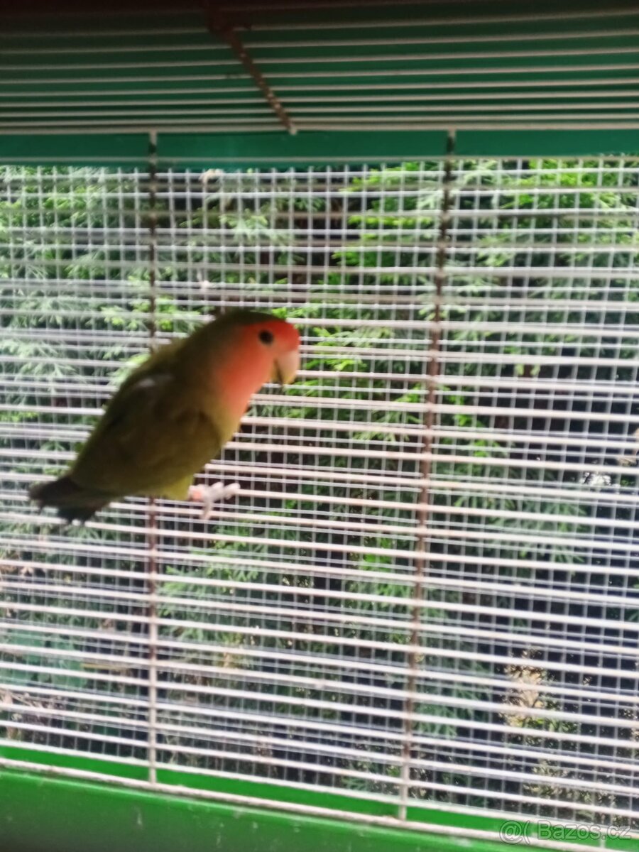 Agapornis růžohrdlý