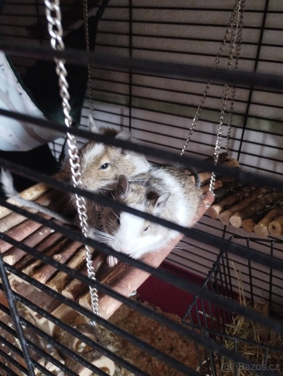 Osmák Degu