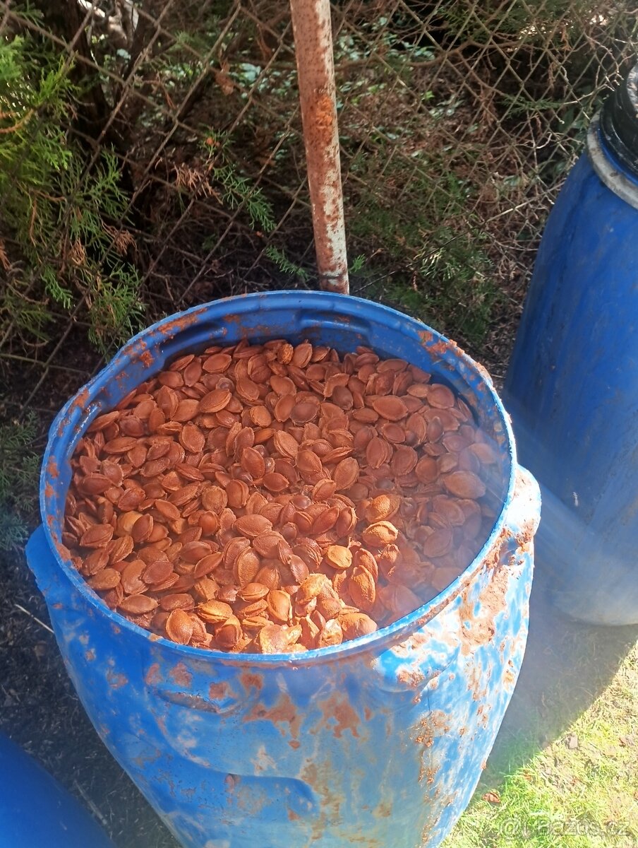 Meruňky