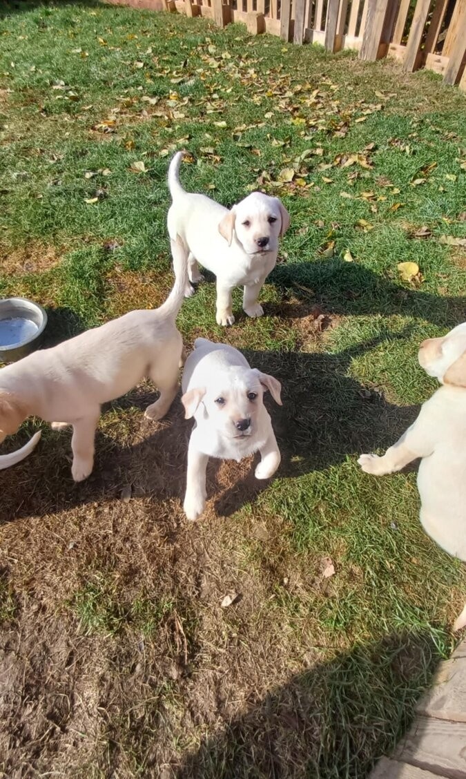 Štěňátka Labradorský retrívr