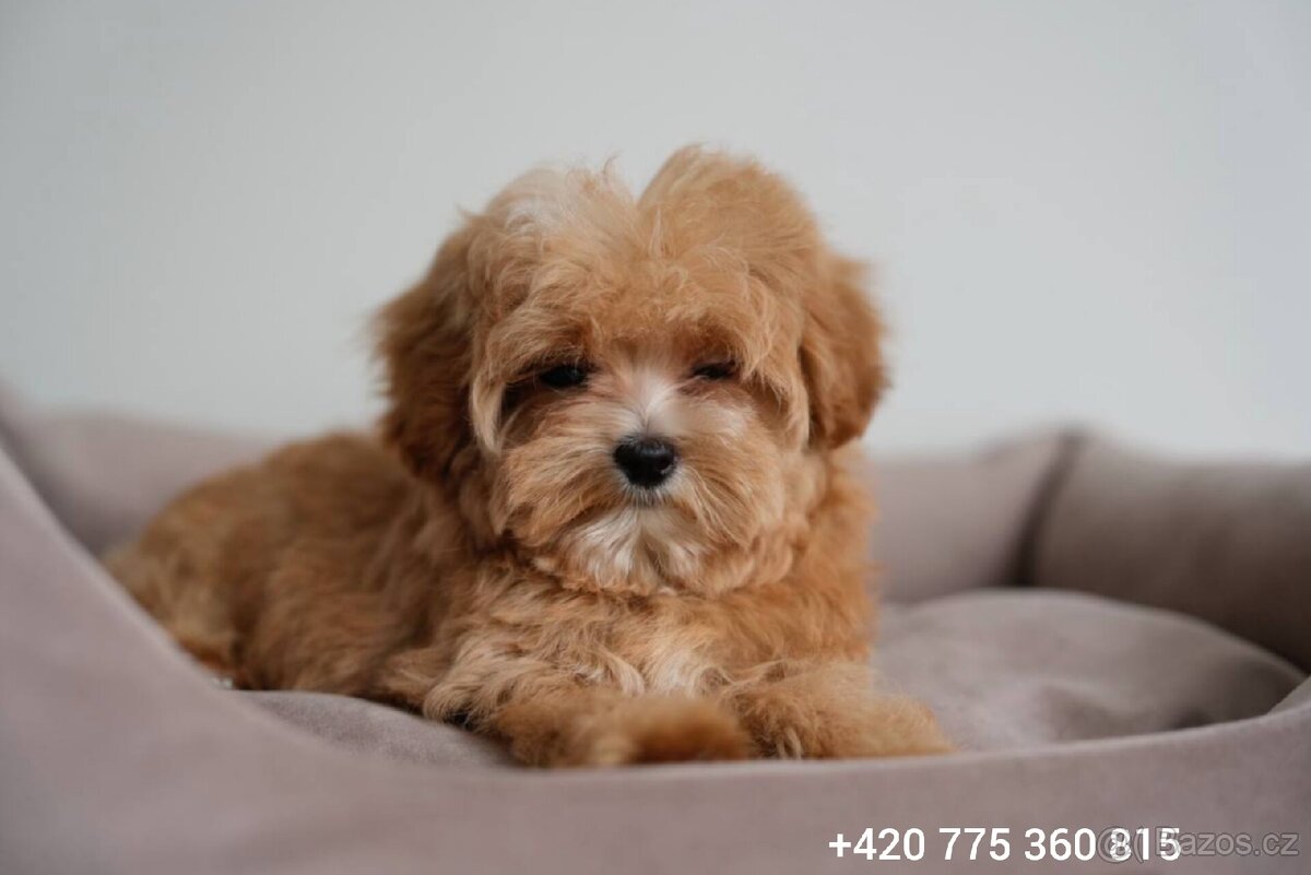 Maltipoo holčička f1