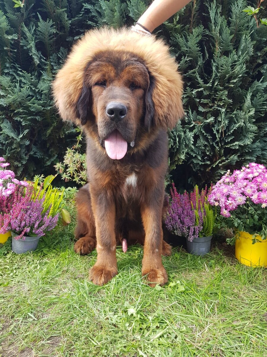 Tibetská doga štěňátka s PP( průkazem původu)