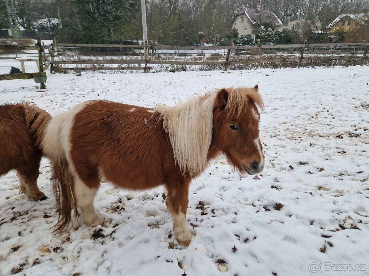 Klisna shetland pony mini s PP