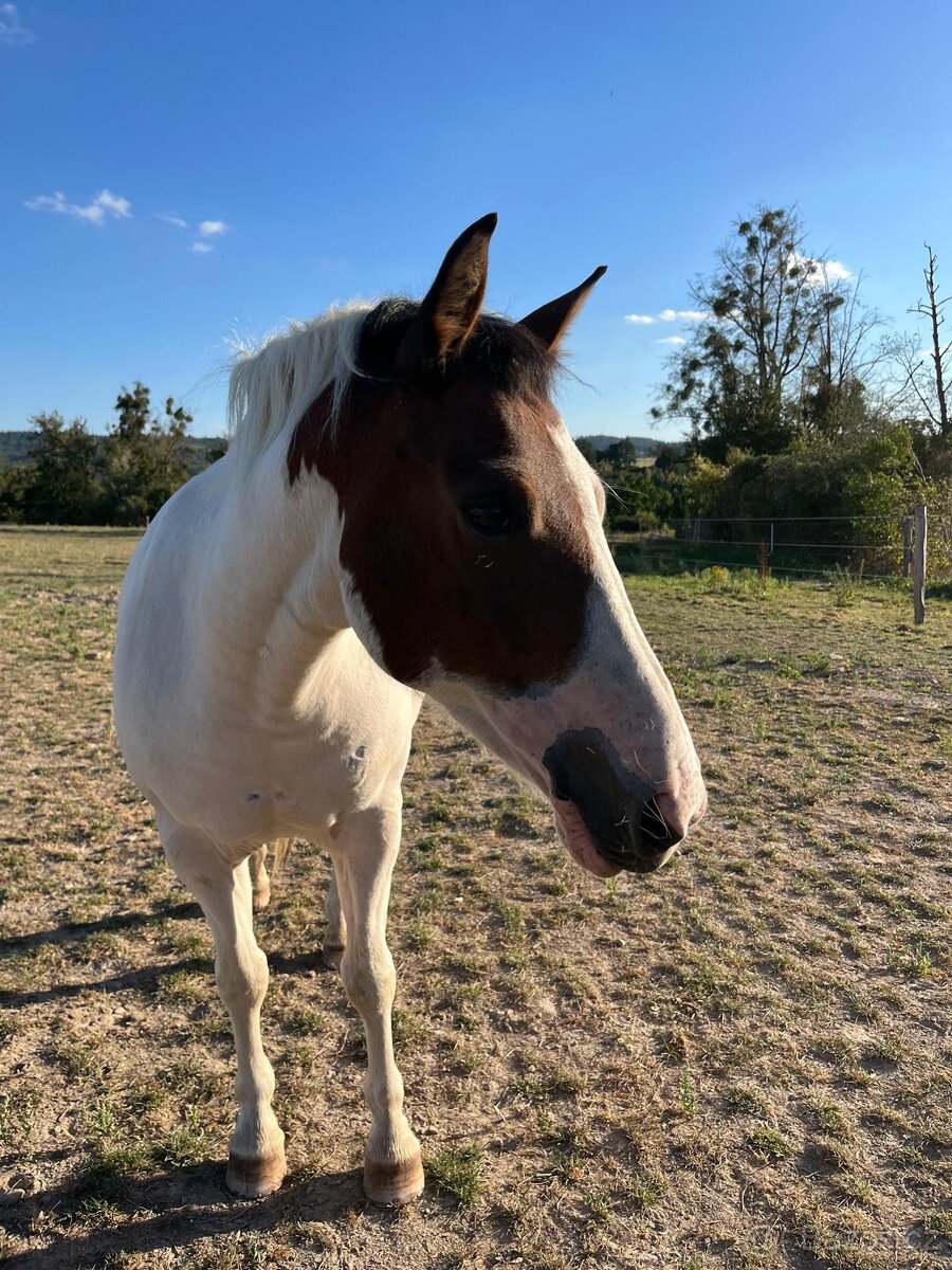 Hodný pony klisna pro děti