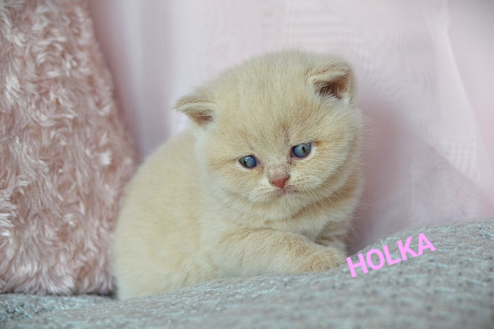 Koťátka k rezervaci s PP