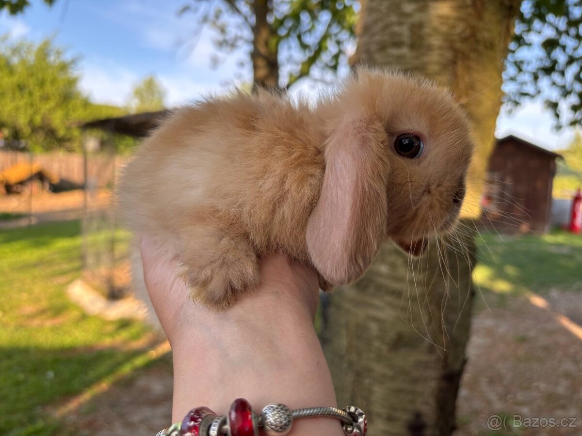 Mini lop, sameček