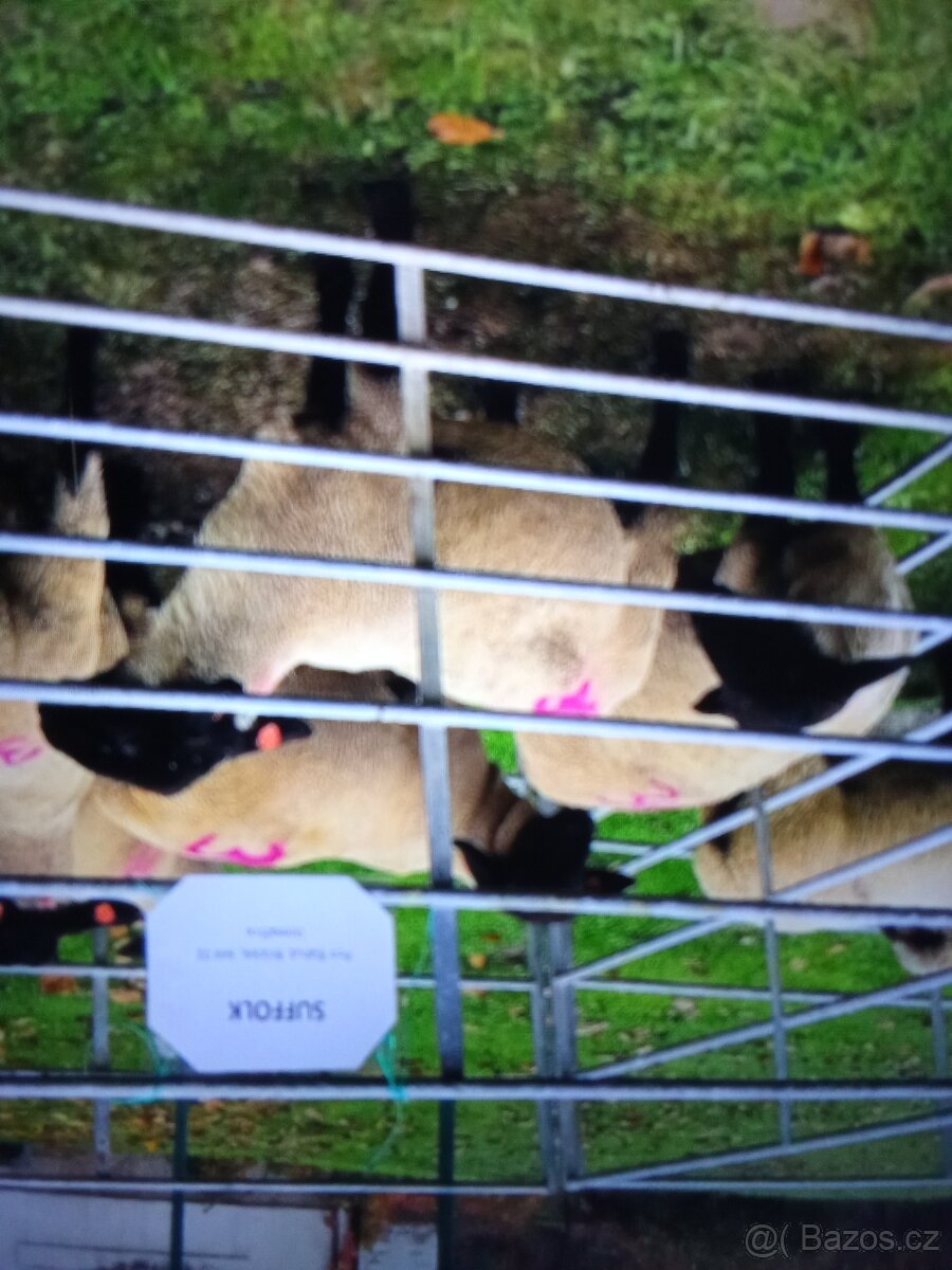 Súrne ponúkame na ďalší chov Ovce aj Jahňatá Dorpery čisté k
