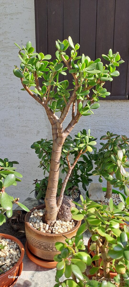 Crassula Ovata-tlustice-sukulent