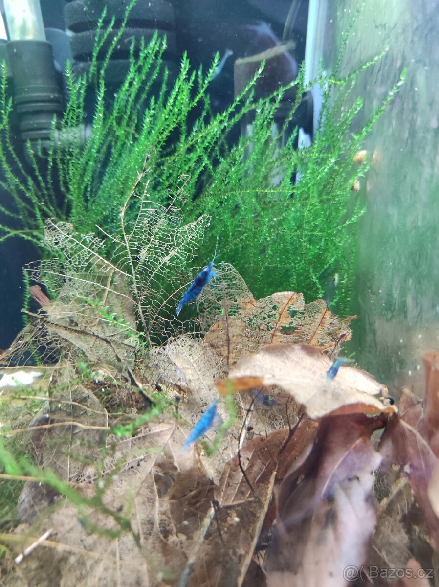 Krevetky Neocaridina Blue Dream modré