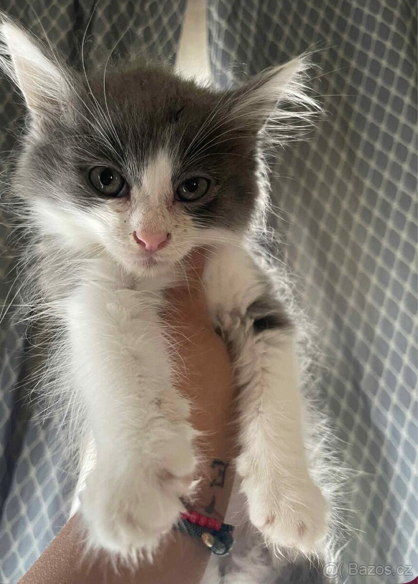 Mainská mývalí X Ragdoll