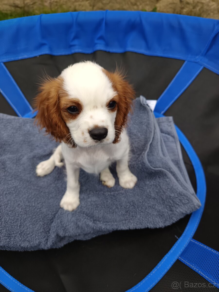 Kavalír King Charles Španěl - chlapeček.