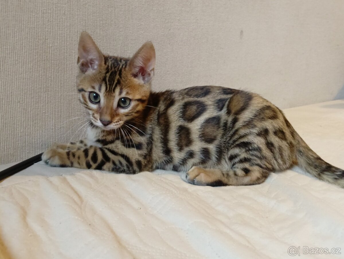 Bengálská kočička s PP - k chovu