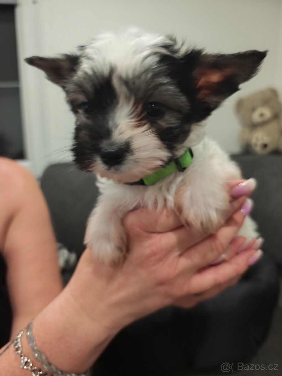 Jorkšírský teriér biewer