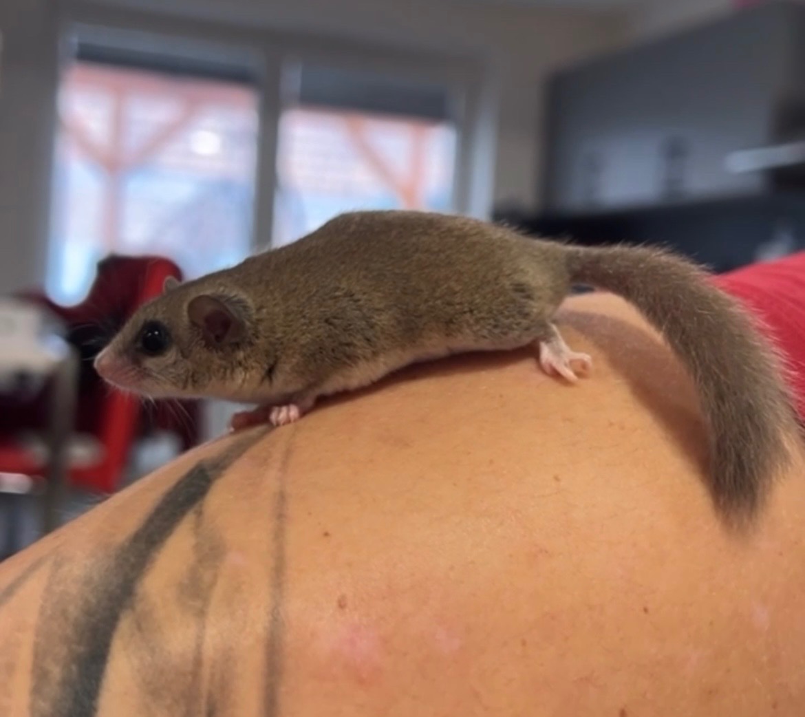 Plšík Africký - Plch africký