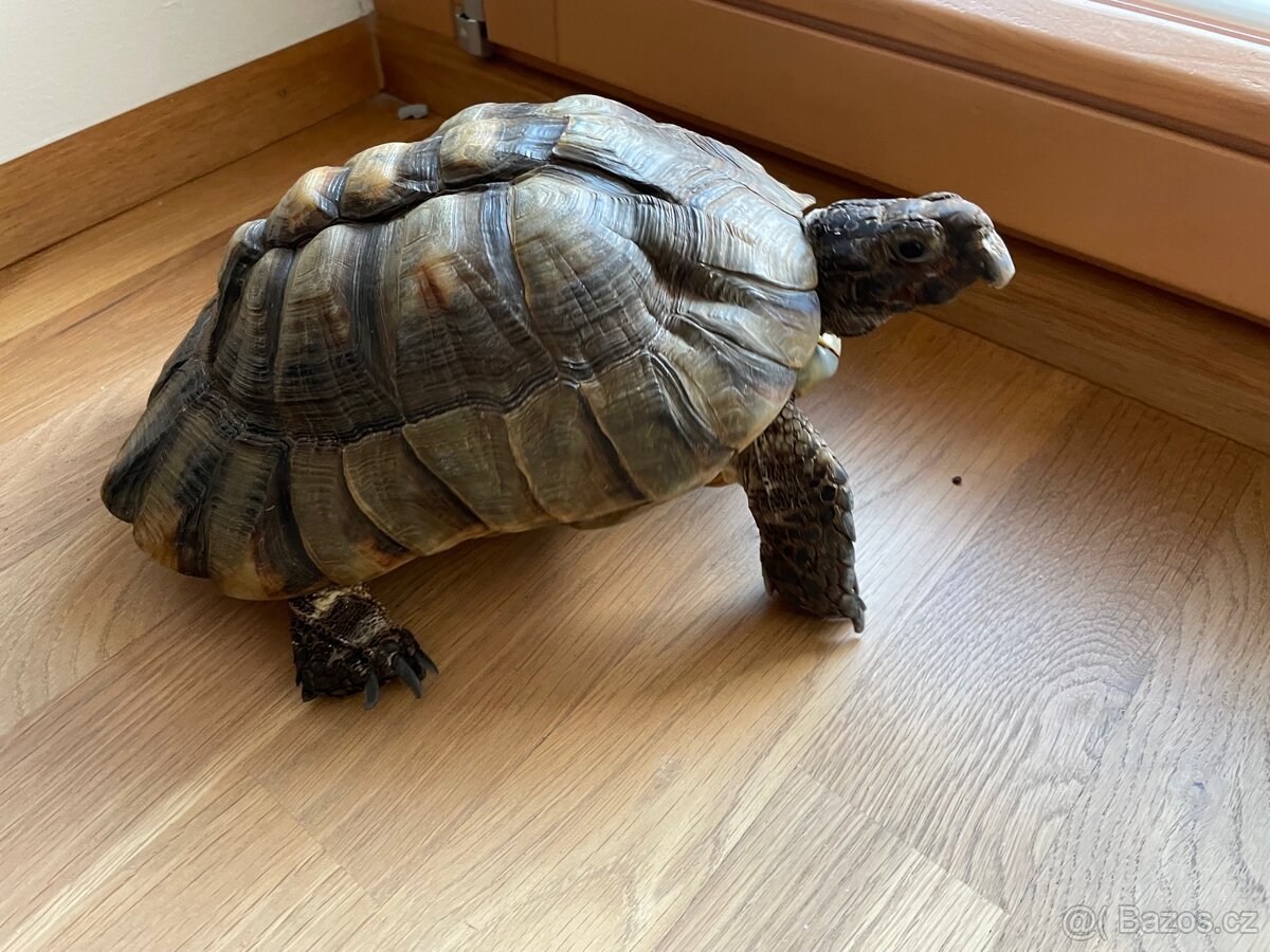 Prodám želvu vroubenou samce 19 let i s teráriem a stolek