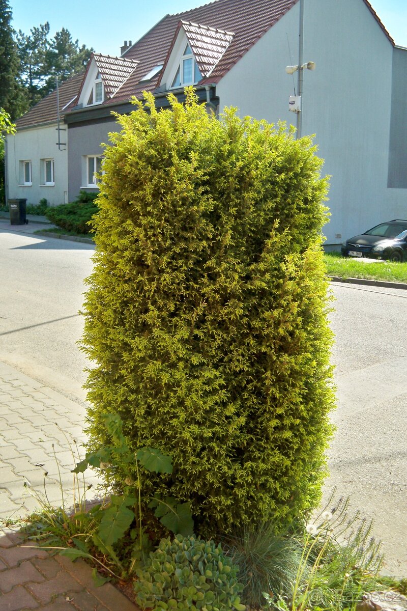 Okrasný jalovec krásný zdarma