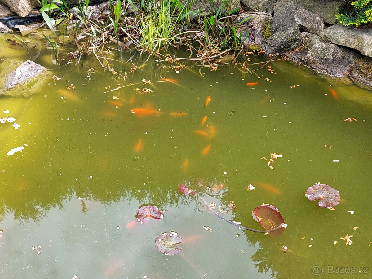 Kapři Koi
