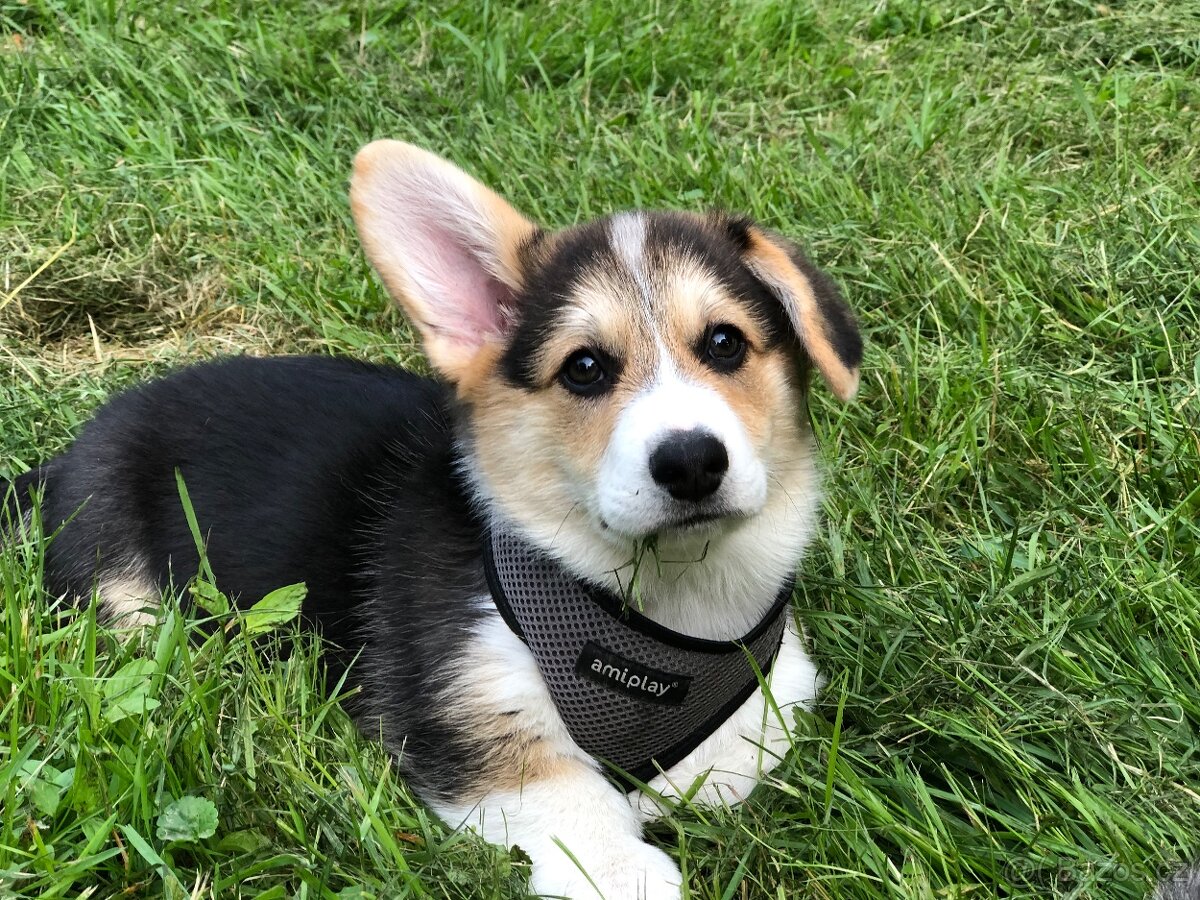 Predam welsh corgi pemproke psík s PP