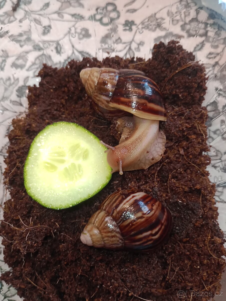 Lissachatina immaculata immaculata