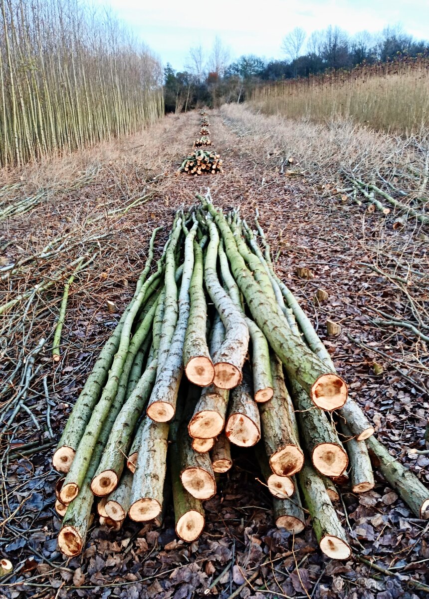 PALIVOVÉ DŘEVO TVRDÉ - LÍSKA