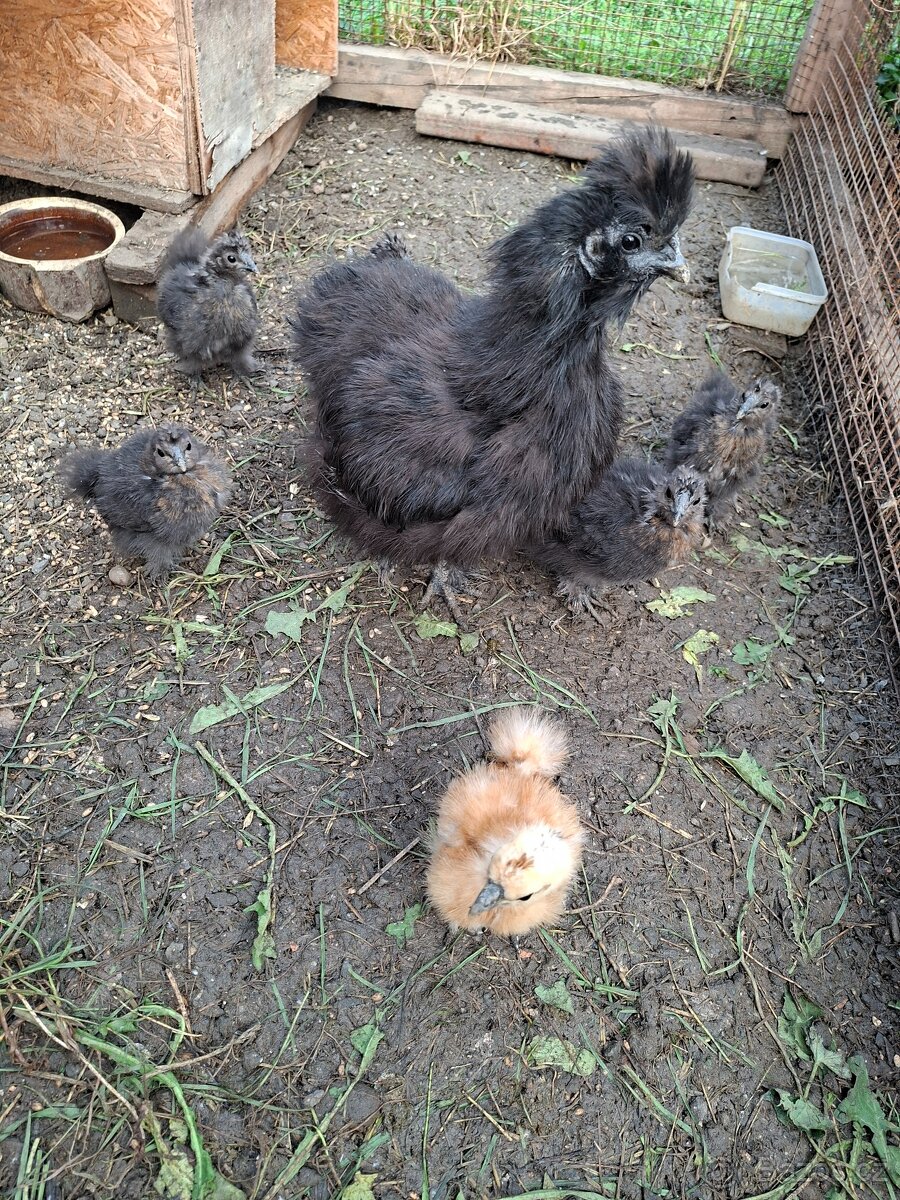 Prodávám hedvabničky