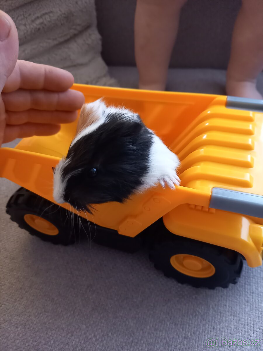 Poslední volný samecek