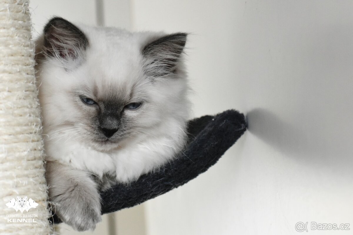 Ragdoll s PP - kočka na chov bez omezení pro ČR